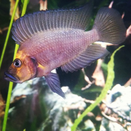 Altolamprolugus Compressiceps  Mutondwe