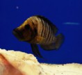 Altolamprologus Compressiceps Goldhead Yavruları
