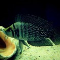 Altolamprologus Calvus Black Yavruları