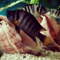 Altolamprologus Compressiceps SUMBU SHELL yavru